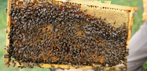 iklim değişikliğinde arıları koruma, Arıcılık uzmanından iklim değişikliğinde arıları koruma önerileri