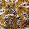 Ana Arı (Kafkas Irklı ), iklim değişikliğinde arıları koruma, Arıcılık uzmanından iklim değişikliğinde arıları koruma önerileri